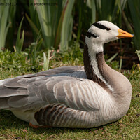 Buy canvas prints of Asian Bar-headed Goose by Sally Wallis