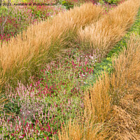 Buy canvas prints of Grasses & Polygonums by Sally Wallis