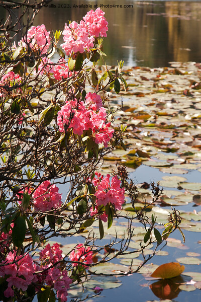 Pink rhododendron against waterlilies Picture Board by Sally Wallis