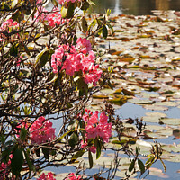 Buy canvas prints of Pink rhododendron against waterlilies by Sally Wallis