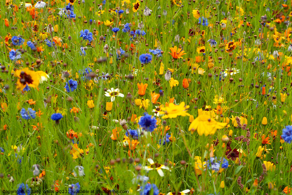 Wild Flowers in summer Picture Board by Sally Wallis