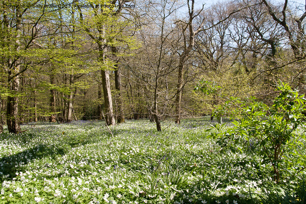 Woodland carpeted with wood anemones Picture Board by Sally Wallis