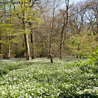 Buy canvas prints of Woodland carpeted with wood anemones by Sally Wallis