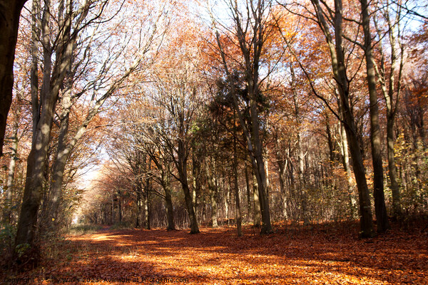Avenue through autumn coloured Friston Forest Picture Board by Sally Wallis