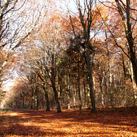 Buy canvas prints of Avenue through autumn coloured Friston Forest by Sally Wallis