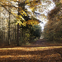 Buy canvas prints of Friston Forest Crossroads by Sally Wallis