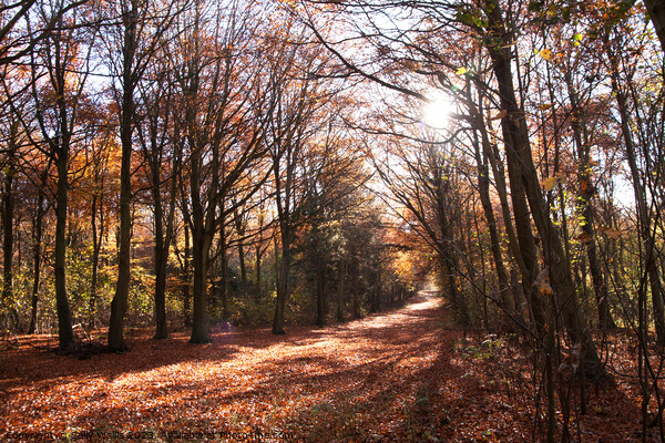 Friston Forest Autumn Picture Board by Sally Wallis