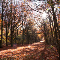 Buy canvas prints of Friston Forest Autumn by Sally Wallis