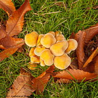 Buy canvas prints of Fungi and Fallen Leaves by Sally Wallis