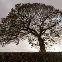 Buy canvas prints of Silhouetted Oak Tree by Sally Wallis