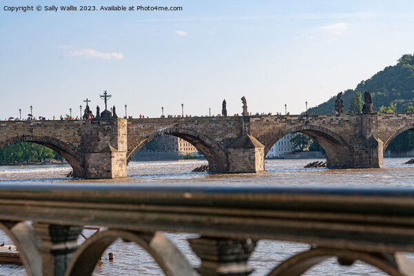 The Charles Bridge, Prague Picture Board by Sally Wallis