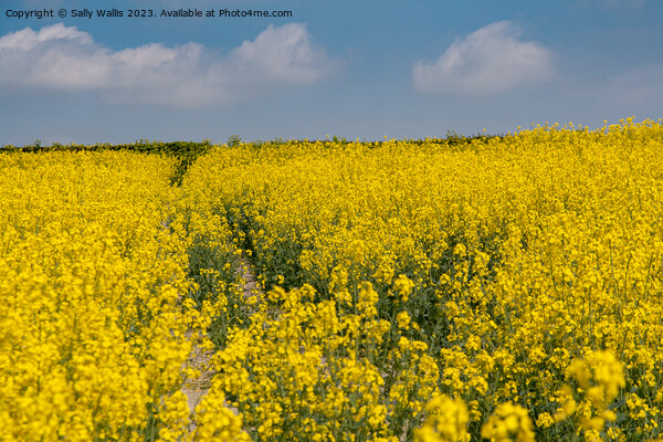Path through Oilseed rape Picture Board by Sally Wallis