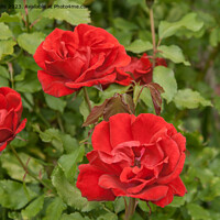 Buy canvas prints of Three red roses by Sally Wallis