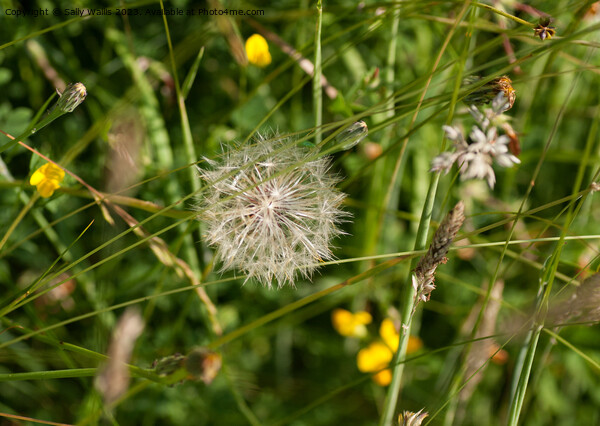 Dandelion seedhead in grass Picture Board by Sally Wallis
