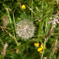 Buy canvas prints of Dandelion seedhead in grass by Sally Wallis