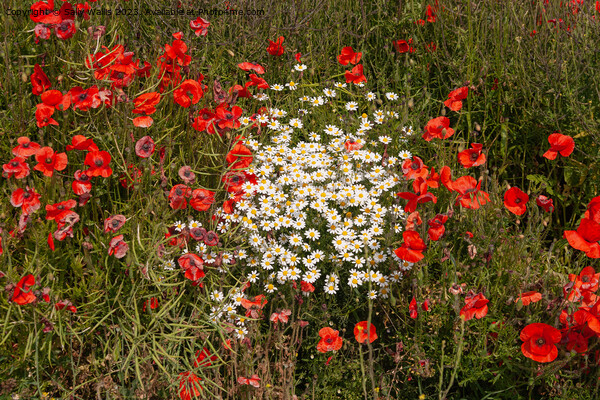 Daisies and poppies Picture Board by Sally Wallis