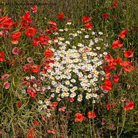 Buy canvas prints of Daisies and poppies by Sally Wallis