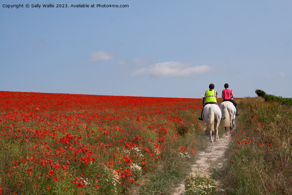 Horses through poppies Picture Board by Sally Wallis