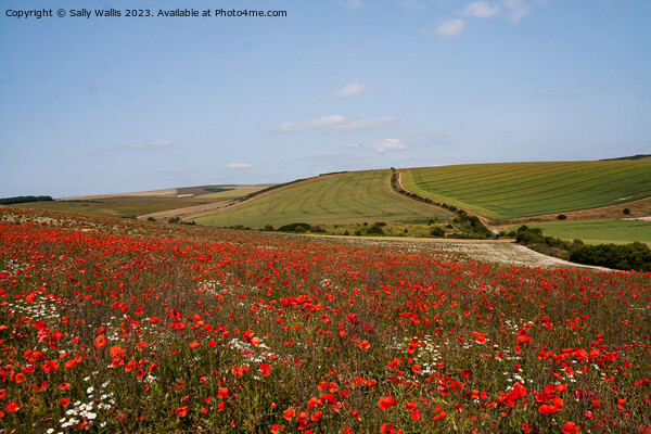 Poppies on South Downs Picture Board by Sally Wallis