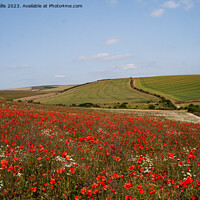Buy canvas prints of Poppies on South Downs by Sally Wallis