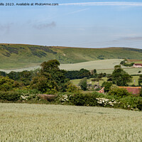 Buy canvas prints of South Downs across Spring Wheat by Sally Wallis