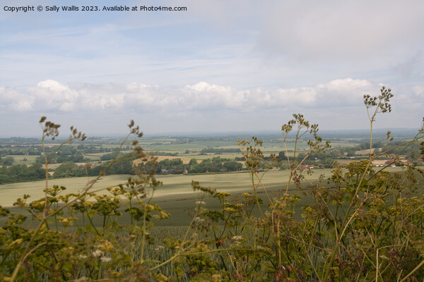 South Downs Weald through Cow-parsley Picture Board by Sally Wallis