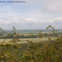 Buy canvas prints of South Downs Weald through Cow-parsley by Sally Wallis