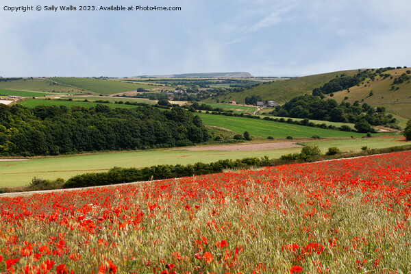 South Downs view Picture Board by Sally Wallis