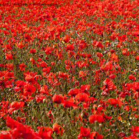 Buy canvas prints of A sea of red poppies by Sally Wallis