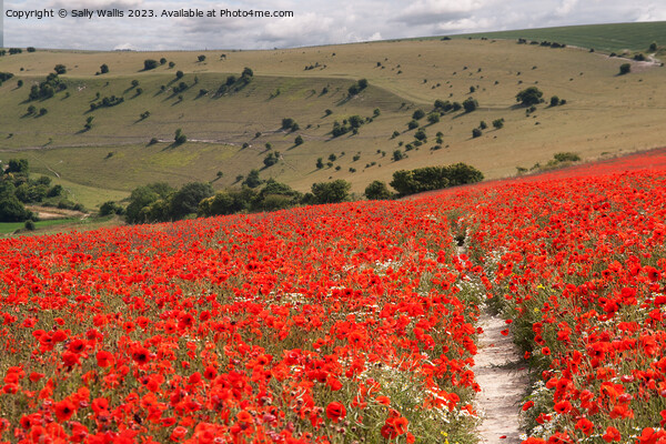 South Downs with Poppies Picture Board by Sally Wallis