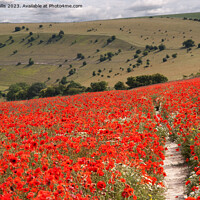 Buy canvas prints of South Downs with Poppies by Sally Wallis