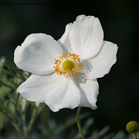 Buy canvas prints of Japanese Anemone by Sally Wallis