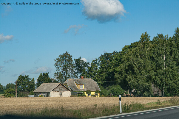 Estonian farmhouse roadside Picture Board by Sally Wallis