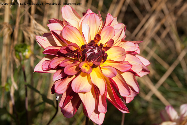 Pink and yellow Dahlia Picture Board by Sally Wallis