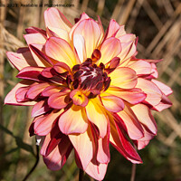 Buy canvas prints of Pink and yellow Dahlia by Sally Wallis