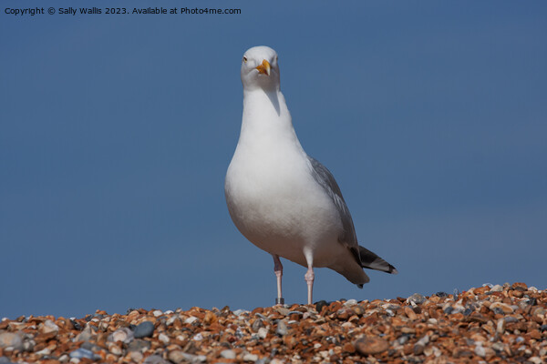 Sea Gull Picture Board by Sally Wallis