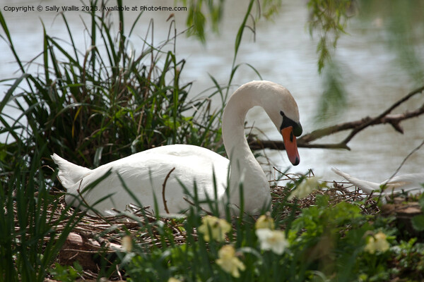 Pen, female swan, sitting on nest Picture Board by Sally Wallis