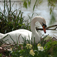 Buy canvas prints of Pen, female swan, sitting on nest by Sally Wallis