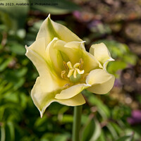 Buy canvas prints of centre of a green and yellow tulip by Sally Wallis