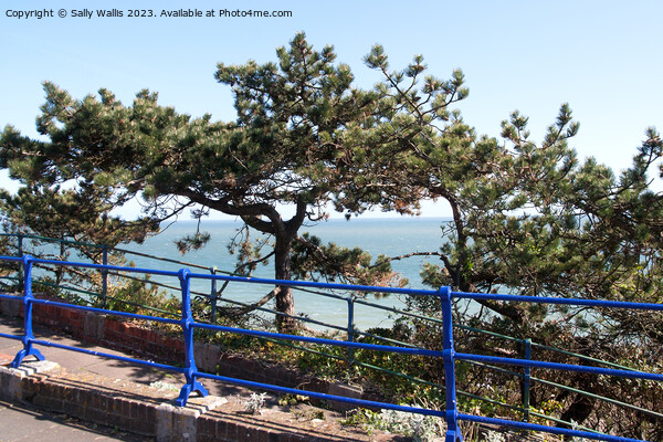 blue railings and pine trees Picture Board by Sally Wallis