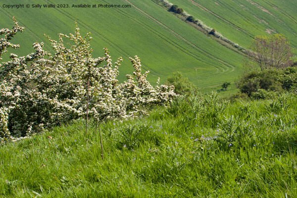 Hawthorn on South Downs Picture Board by Sally Wallis
