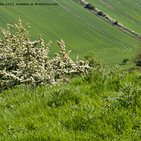 Buy canvas prints of Hawthorn on South Downs by Sally Wallis