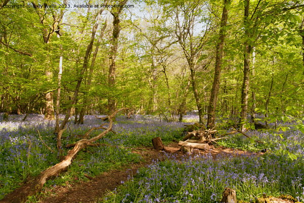 Sussex Bluebell woods Picture Board by Sally Wallis