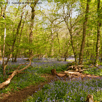 Buy canvas prints of Sussex Bluebell woods by Sally Wallis