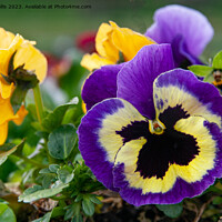 Buy canvas prints of Blue Pansy with black centre by Sally Wallis