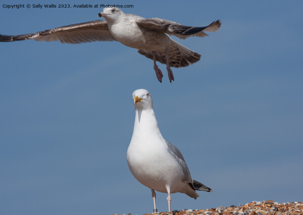 Herring Gull and Seagull Picture Board by Sally Wallis