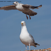 Buy canvas prints of Herring Gull and Seagull by Sally Wallis