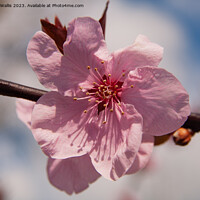 Buy canvas prints of Prunus Blossom by Sally Wallis