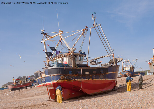 working boat just beached Picture Board by Sally Wallis