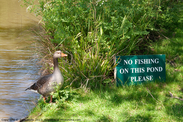 No Fishing ! Picture Board by Sally Wallis